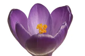 Crocus Flower Imprime: Crocus (Crocus), violet
