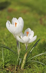 Nature Plants Imprime: Crocus in springtime