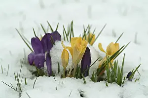 Springtime Blooms Imprime: Crocuses