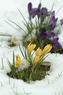 Open Air Gardens Imprime: Crocuses