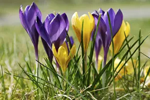 Macro Flower Photography Imprime: Crocuses