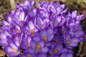 Open Air Gardens Imprime: Crocuses