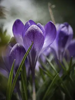 First Day Of Spring Imprime: Crocuses