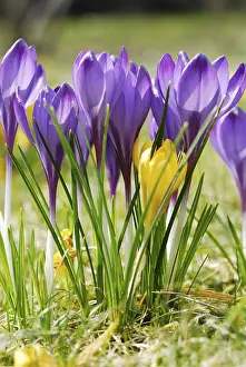Early Flowering Plant Imprime: Crocuses