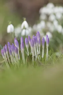 Spring Awakening Blossoms Imprime: Crocuses in spring