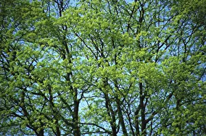 Deciduous Tree Crown Imprime: Crown of a tree