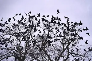 Corvids In Natural Environment Imprime: Crows on a tree, winter, Germany