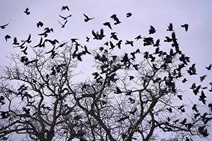 Wildlife Photography Germany Winter Imprime: Crows on a tree, winter, Germany