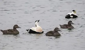 Eider Común Imprime: La pato de Cuddy, eider, pato eider.