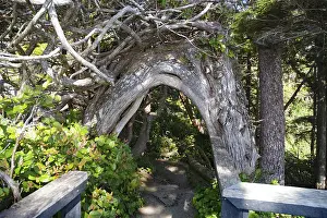 Canadian Wilderness Photography Imprime: Curved tree trunk spanning a path