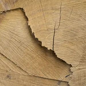 Deserted Tree Landscape Imprime: Cut surface on a tree trunk with pattern