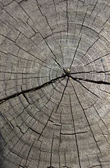 No People Background Image Imprime: Cut tree stump surface as a background texture