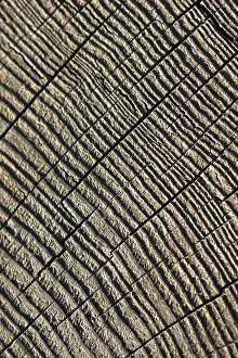 Deserted Landscape Photo Imprime: Cut tree stump surface as a background texture