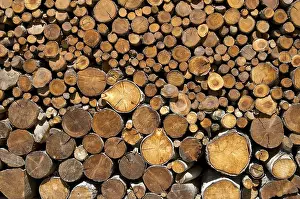 Close View Of A Tree Trunk Imprime: Cut tree trunks