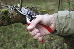 Tree Pruning Imprime: Cutting of a fruit tree with a pruning shears