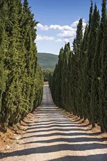 Impresión enmarcada : Cypress Impresión enmarcada : Cypress