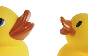 Studio Photography Of Ducks Imprime: Two dabbling ducks