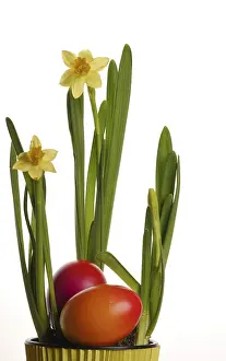 Yellow Blossom Imprime: Daffodil, Easter eggs