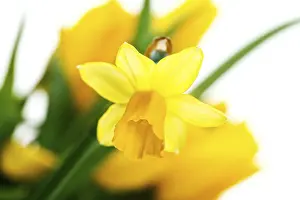 Studio Photography Imprime: Daffodils