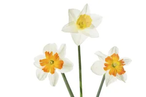 White Background Flowers Imprime: Daffodils on a white background