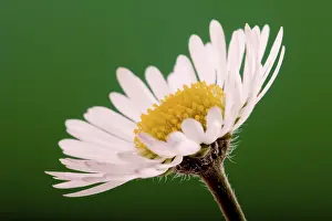 Springtime Flower Blooms Imprime: Daisy
