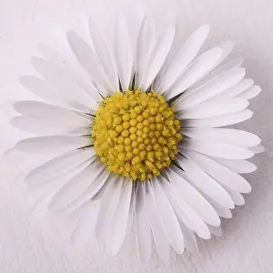 Common Daisy Imprime: Daisy