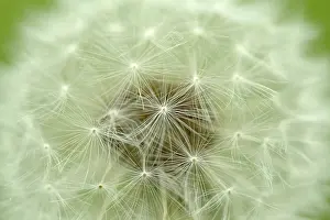 Nature Flowering Plants Imprime: Dandelion