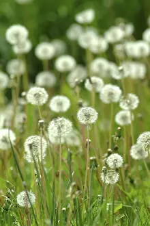 Medicinal Herb Plant Imprime: Dandelion