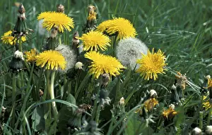 Open Air Plants Imprime: Dandelion