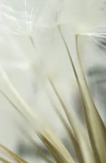 Dandelion Seed Head Imprime: Dandelion clock, macro