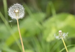 Spring Meadow Scene Imprime: A dandelion with a second, almost bare one in the background