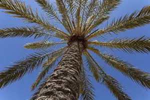 Palm Tree Landscape Photography Imprime: Date Palm