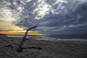 Deserted Baltic Sea Beach Imprime: Dead tree on the beach, dramatic clouds