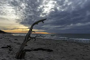 Baltic Sea Evening Atmosphere Imprime: Dead tree on the beach, dramatic clouds