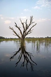 Botswana Tourist Attraction Imprime: Dead tree reflected in the river