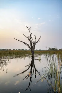 Botswana UNESCO Site Imprime: Dead tree reflected in the river