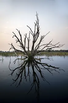 Okavango Delta Imprime: Dead tree reflected in the river