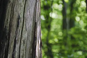 German Countryside Woods Imprime: Dead tree, spring forest in the background