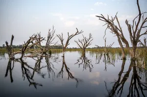 Okavango Delta UNESCO Site Imprime: Dead trees are reflected in the river