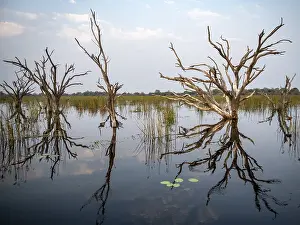 Botswana UNESCO Site Imprime: Dead trees are reflected in the river