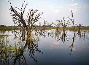 Okavango River Waterfront Scene Imprime: Dead trees are reflected in the river