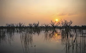 Botswana UNESCO World Heritage Site Imprime: Dead trees are reflected in the river at sunset