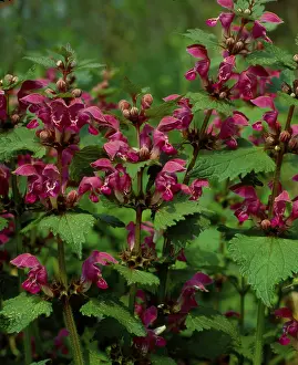 Medicinal Herbs Imprime: Deadnettle