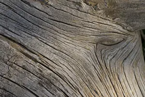 Close Up Tree Trunk Imprime: Deadwood structure