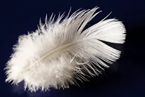 Bird Feather Detail View Imprime: Deaf feather/spring