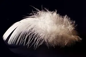 Bird Feather Detail Imprime: Deaf feather/spring