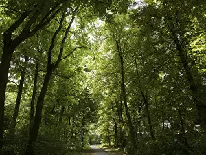 Deciduous Forest Imprime: Deciduous forest