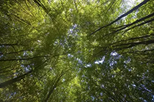 Nature Landscape Images Imprime: Deciduous forest