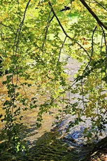 Riverbank Scenery Imprime: Deciduous tree above the Oos river