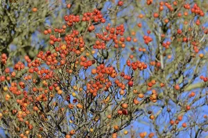 Deserted Forest In Germany Imprime: Deciduous tree (Sorbus), hackberry